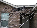 Close-up of an Almost GIANT web image