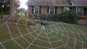 BERMUDA GlowWeb in daylight with spider image