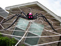 Close-up of spider on GIANT web image