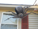 spiders/Spider_33ft_coolSpider2-sm.jpg image